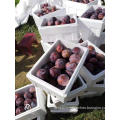 high quality fresh plum fruit